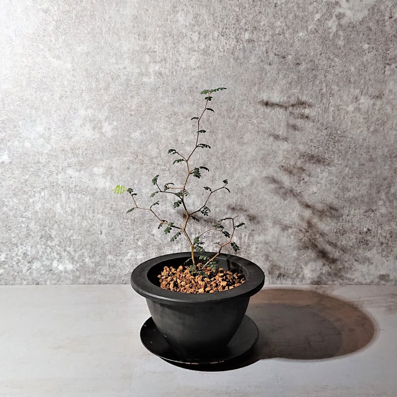 ソフォラ・リトルベイビー メルヘンの木 | berries online shop