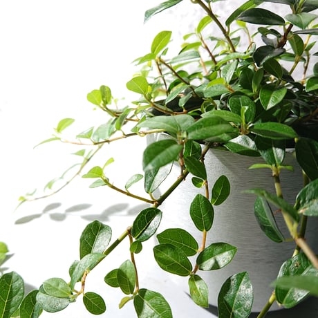●数量限定●新作● ”フィカス　シャングリラ　鉢カバー付（Posh-アルミ製）"　観葉植物　植木鉢　グレー　つる性ガジュマル　テリハイヌビア