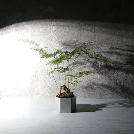 ”ダバリア・トリコマノイデス　鉢カバー付（アルミニウム製/ヘキサゴンカット）”　観葉植物　シダ系