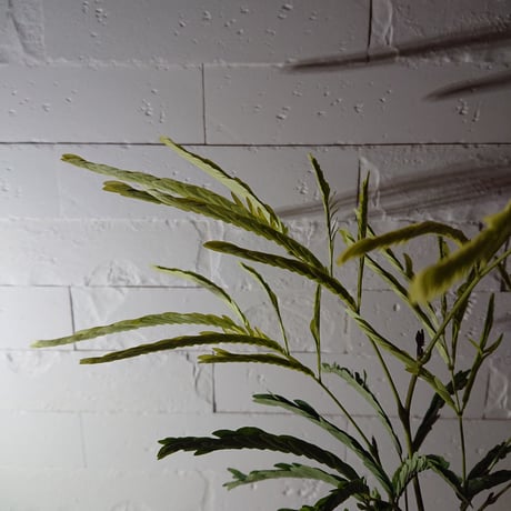 ●数量限定●新作● ”エバーフレッシュ　鉢カバー付（オランダ）"　夜眠る葉　観葉植物　植木鉢　インテリアグリーン