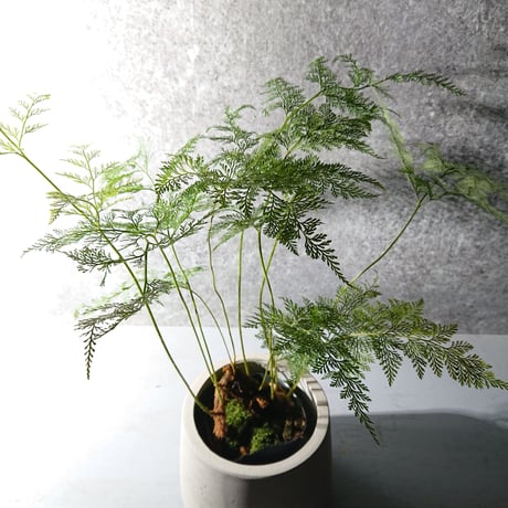 ”ダバリア・トリコマノイデス　鉢カバー付（オランダ製）”　観葉植物　シダ系