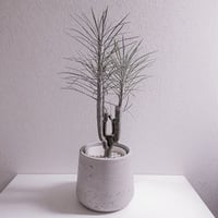 ●数量限定●希少 ”クレイニア・ネリイフォリア　鉢カバー付き（オランダ）"　シルバー　モンキーツリー　鉢カバー　観葉植物　多肉植物　4号