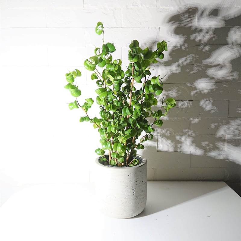 ○数量限定○”フィカス・ベンジャミンバロック 鉢カバー付き（オランダ