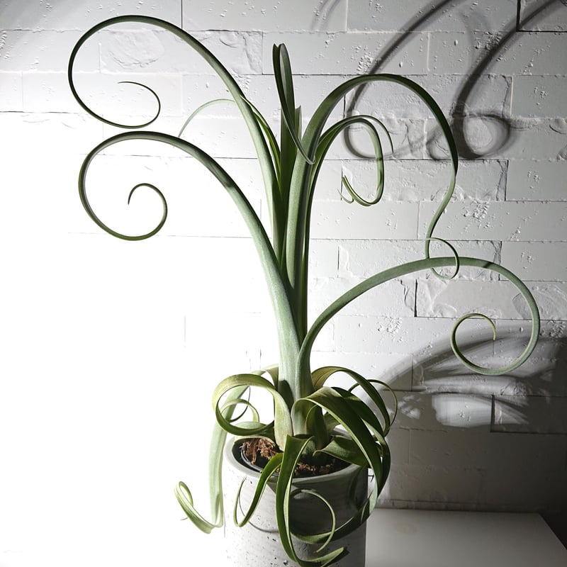 Tillandsia Curly Slim（チランジアカーリースリム） 楽天市場
