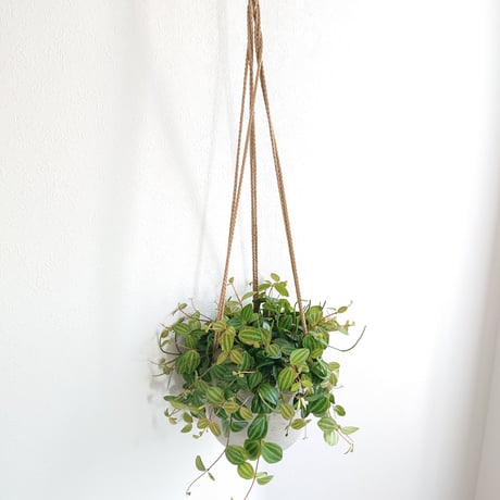 ●新作●”ペペミミアアングラータ　ハンギング鉢カバー付き（オランダ）”　観葉植物　ペペロニア　アングラータ　おしゃれ　多肉植物
