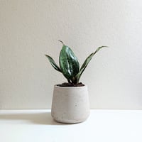 ●数量限定●希少●”サンスベリア　マッソニアーナ　鉢カバー付き（オランダ）”　観葉植物　マッソニア　おしゃれ　多肉植物