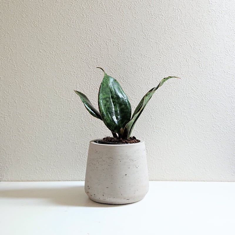 ○数量限定○希少○”サンスベリア マッソニアーナ 鉢カバー付き