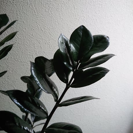●数量限定●新作● 希少  ”ザミオクルカス レイヴン（Black-Leef：黒葉）鉢付き"　ザミオ　観葉植物　植木鉢　インテリアグリーン　モノトーン　グレー　モダン　クール
