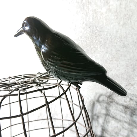 遊びに来た黒い鳥