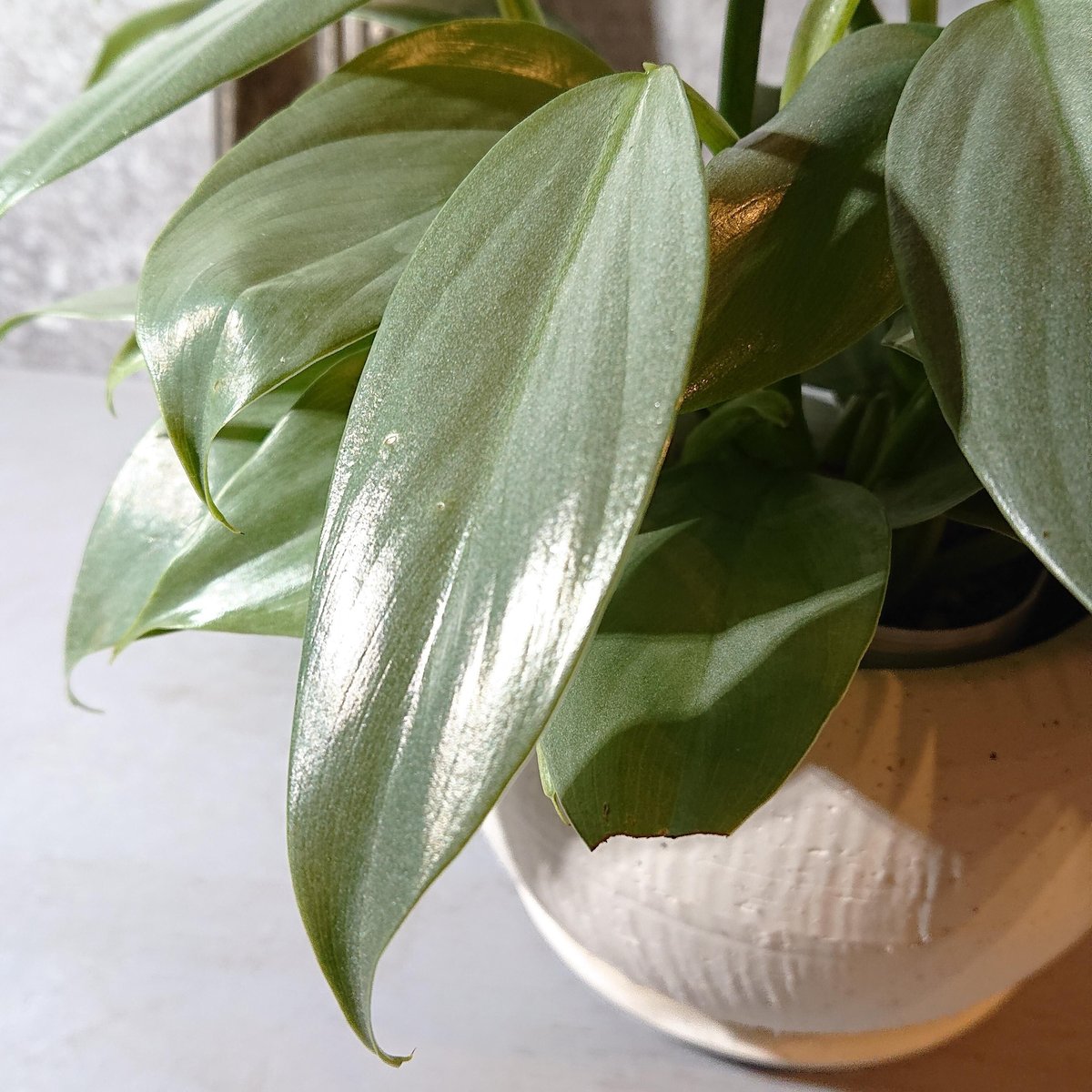 フィロデンドロン シルバーメタル | berries online shop