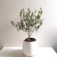 ●数量限定●新作●ギフト プレゼント　希少”オリーブの木　鉢/受け皿セット（ホワイト）”シルバーリーフ　観葉植物　モダン