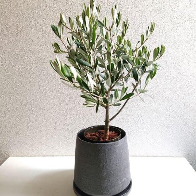(引取り限定)オリーブの木 NEWミッション（オリーブの木）｜Lサイズ｜NO.10645｜約180cm