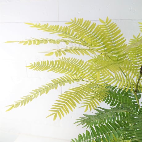 ●数量限定●新作● ”エバーフレッシュ　鉢カバー付（オランダ）"　夜眠る葉　観葉植物　植木鉢　インテリアグリーン