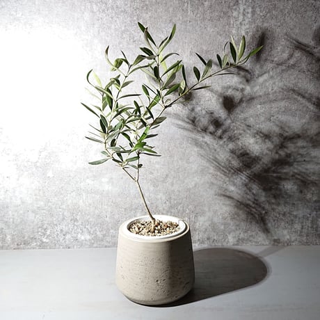 ギフト プレゼント ”オリーブ　オランダ メーカー鉢カバー付き”　観葉植物　グレー