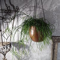 リプサリス　カリッサ　鉢カバー付き