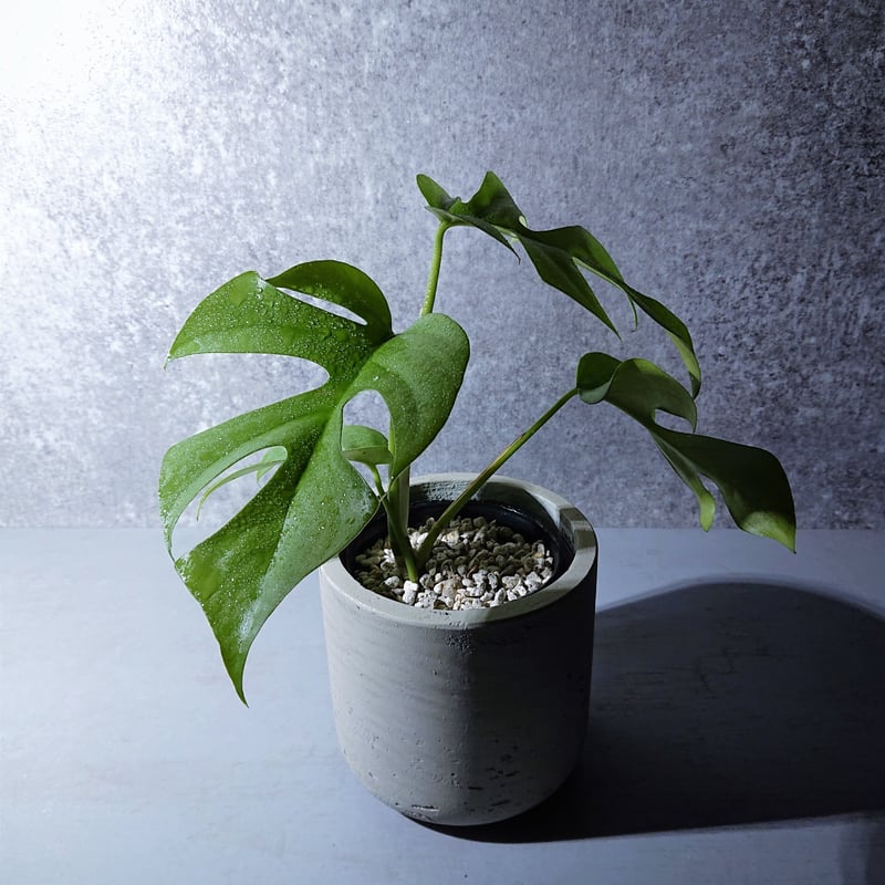 ヒメモンステラ 鉢カバー付き(オランダ メーカーⅡ)” 観葉植物 ヒメモンステラ 鉢カバー付き(オランダ メーカーⅡ)” 観葉植物