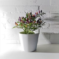 ●数量限定●”ゴシキトウガラシ　”Chili"　wash-ｗhiteプラ鉢付き”　観葉植物　おしゃれ　北欧