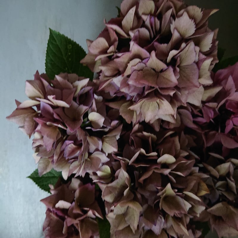 ○限定販売 ~6/20迄予約受付○秋色紫陽花品種 希少カラー『パープル