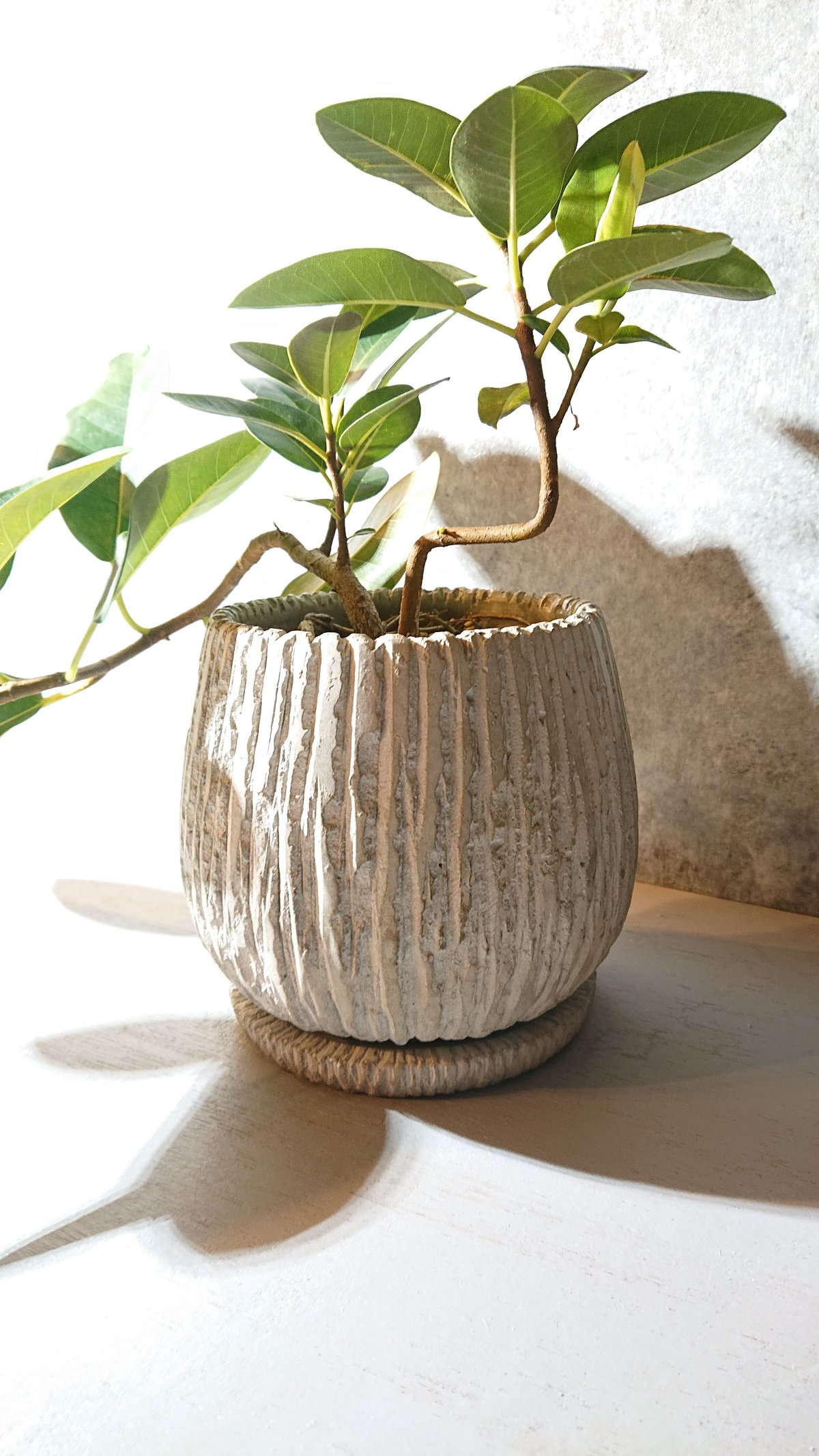 フランスゴムの木（フィカス・ルビギノーサ） らせん曲がり 003 フランスゴムの木（フィカス・ルビギノーサ） らせん曲がり 003 【公式