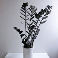 ●数量限定●新作● 希少  ”ザミオクルカス レイヴン（Black-Leef：黒葉）鉢付き"　ザミオ　観葉植物　植木鉢　インテリアグリーン　モノトーン　グレー　モダン　クール