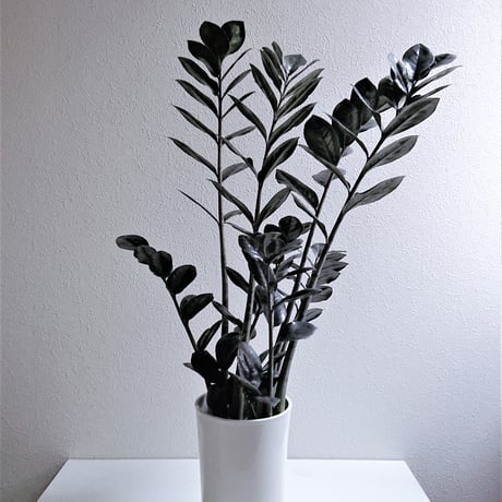 ●数量限定●新作● 希少  ”ザミオクルカス レイヴン（Black-Leef：黒葉）鉢付き"　ザミオ　観葉植物　植木鉢　インテリアグリーン　モノトーン　グレー　モダン　クール