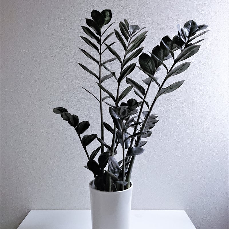 ○数量限定○新作○ 希少 ”ザミオクルカス レイヴン（Black-Leef：黒葉