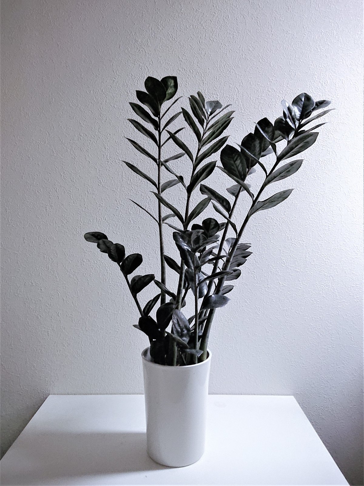 ○数量限定○新作○ 希少 ”ザミオクルカス レイヴン（Black-Leef：黒葉