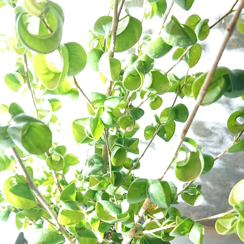 ○数量限定○”フィカス・ベンジャミンバロック 鉢カバー付き（オランダ