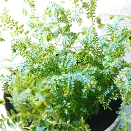 ●数量限定●新作● ”レインボーファン2鉢セット”　観葉植物　コンテリクラマゴケ　エメラルドグリーン　ブルー　インテリアグリーン　シダ