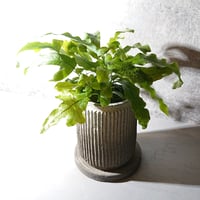 ギフト プレゼント ”ポリポジウム　ブルースター 　陶器 鉢カバー/受け皿付き”　観葉植物　グレー