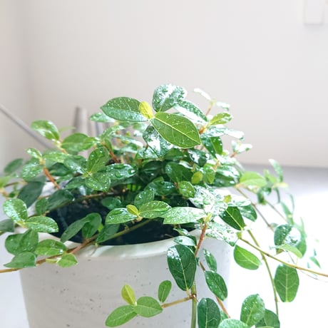 ●数量限定● ”フィカスシャングリラ　鉢カバー付（オランダ）"　観葉植物　植木鉢　グレー　つる性ガジュマル　テリハイヌビア