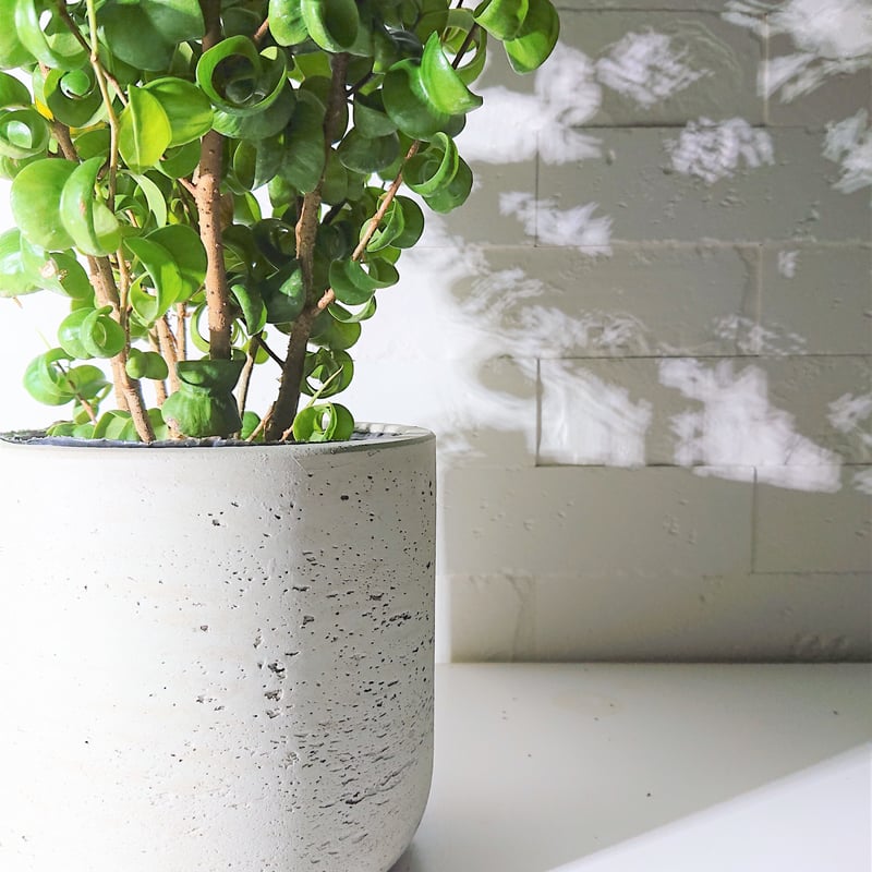 ○数量限定○”フィカス・ベンジャミンバロック 鉢カバー付き（オランダ