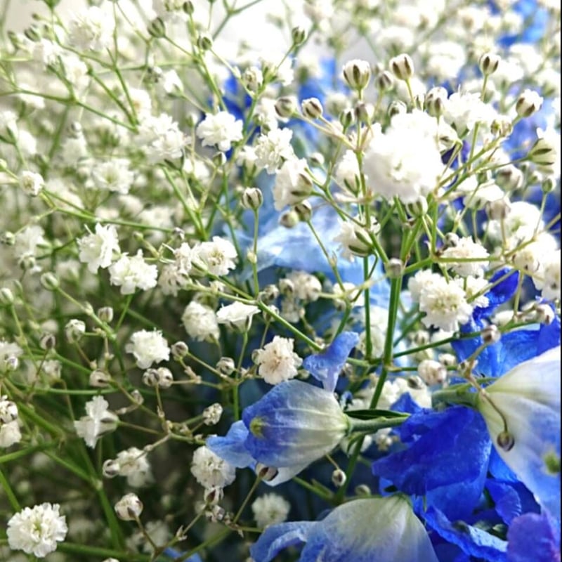 Delphinium＆Gypsophila- flower arrangement” （デル