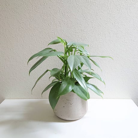■新作■”フィロデンドロン　シルバーメタル　 鉢付き(オランダ)　”　シルバーカラー　観葉植物　希少