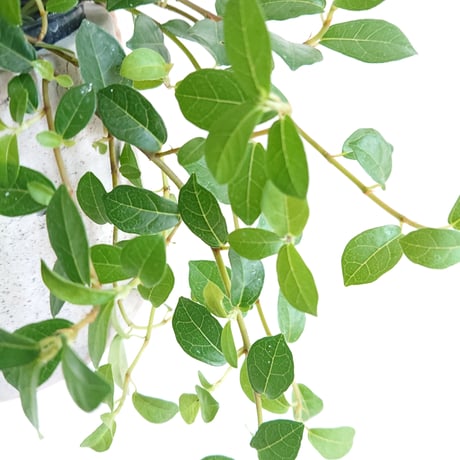 ●数量限定● ”フィカスシャングリラ　ハンギング鉢カバー付（オランダ）"　観葉植物　植木鉢　グレー　つる性ガジュマル　テリハイヌビア