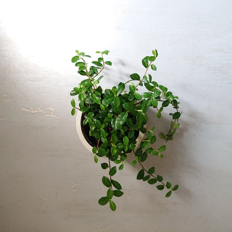 ●数量限定● ”フィカスシャングリラ　鉢カバー付（オランダ）"　観葉植物　植木鉢　グレー　つる性ガジュマル　テリハイヌビア