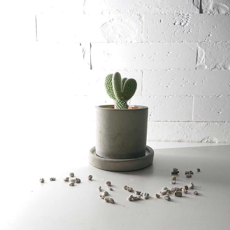 ○数量限定○オプンチア バニーカクタス（白桃扇） サークル