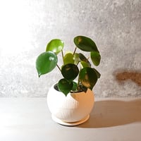 ペペロミア　ジェイド