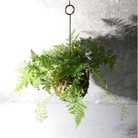 ”ときわしのぶの苔玉” ギフト プレゼント 贈り物 父の日 観葉植物