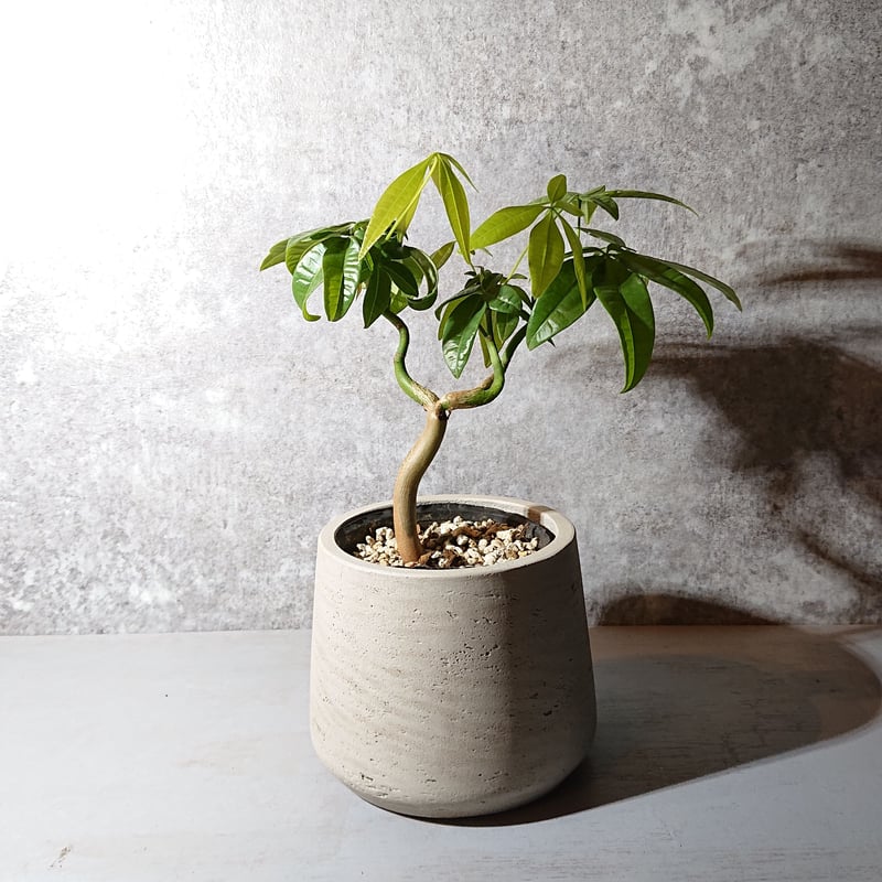 ○人気品種○ ”パキラ 鉢カバー付き(オランダ)” 観葉植物 ○人気品種○ ”パキラ 鉢カバー付き(オランダ)” 観葉植物