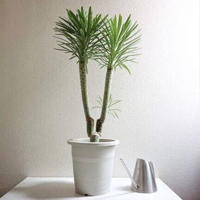 ○数量限定○希少 ”クレイニア・ネリイフォリア 鉢カバー付き