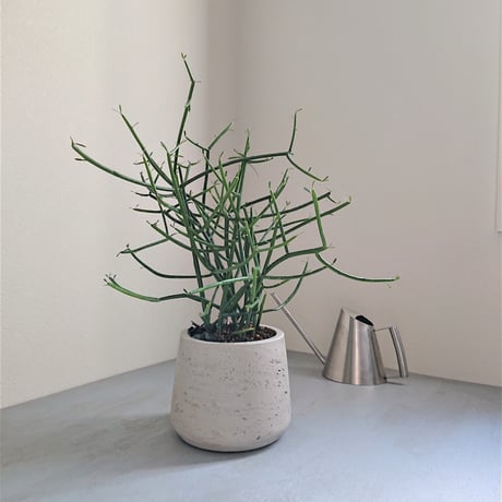 ●再販●人気品種●”ミルクブッシュ　鉢カバー付（オランダ メーカー）”　多肉植物　観葉植物　鉢セット　T/S