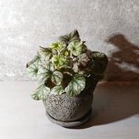 ヒューケラ
