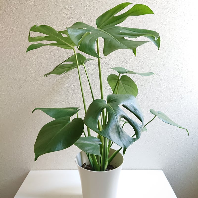 ○数量限定○新作○”モンステラ 6号size White鉢付き” 観葉植物