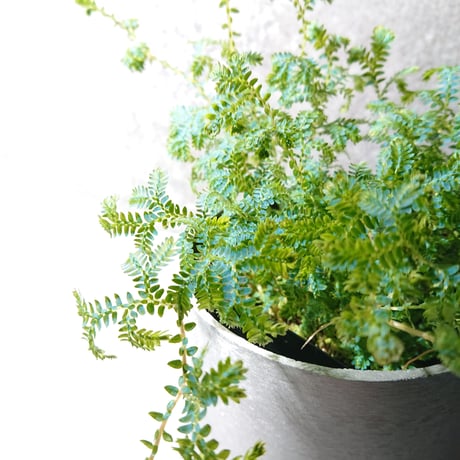 ●数量限定● ”色変わり　レインボーファン　鉢カバー付き(Posh-アルミ製)”　観葉植物　コンテリクラマゴケ　エメラルドグリーン　ブルー　テラリウム