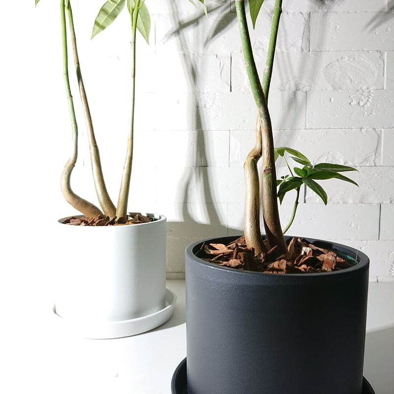 ○新作○限定販売○”パキラ（ロングサイズ） 鉢カバー/受け皿付き