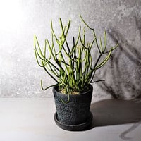”ミルクブッシュ　鉢カバー付（蒼）”　多肉植物　観葉植物　鉢セット