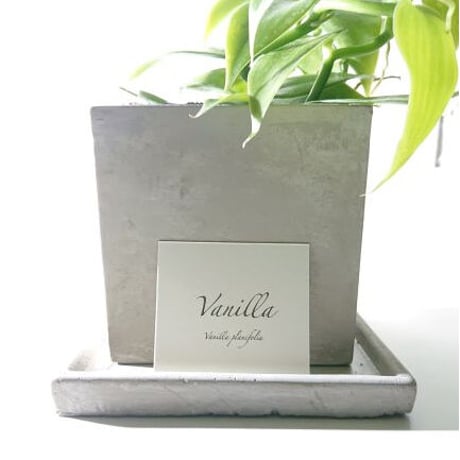 ●数量限定●ギフト　プレゼント　希少　”バニラのツル Vanilla　スクエアアッシュグレー鉢＆受け皿付き”　観葉植物　グレー　多肉植物　おしゃれ　北欧