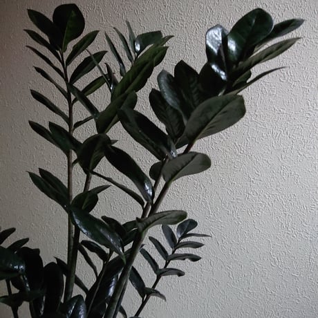 ●数量限定●新作● 希少  ”ザミオクルカス レイヴン（Black-Leef：黒葉）鉢付き"　ザミオ　観葉植物　植木鉢　インテリアグリーン　モノトーン　グレー　モダン　クール