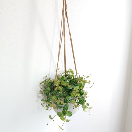 ●新作●”ペペミミアアングラータ　ハンギング鉢カバー付き（オランダ）”　観葉植物　ペペロニア　アングラータ　おしゃれ　多肉植物
